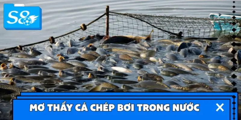 Mơ thấy cá chép bơi trong nước